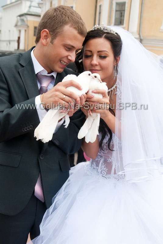 Фото 568665 в коллекции www.Golubi-Na-Svadbu.SPB.ru - голуби на свадьбу - Голуби на свадьбу в Санкт-Петербурге