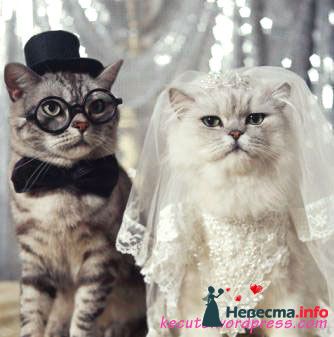 Фото 242939 в коллекции Мои фотографии - Darly