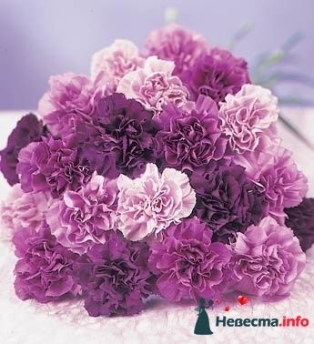 Фото 243354 в коллекции Мои фотографии - Darly