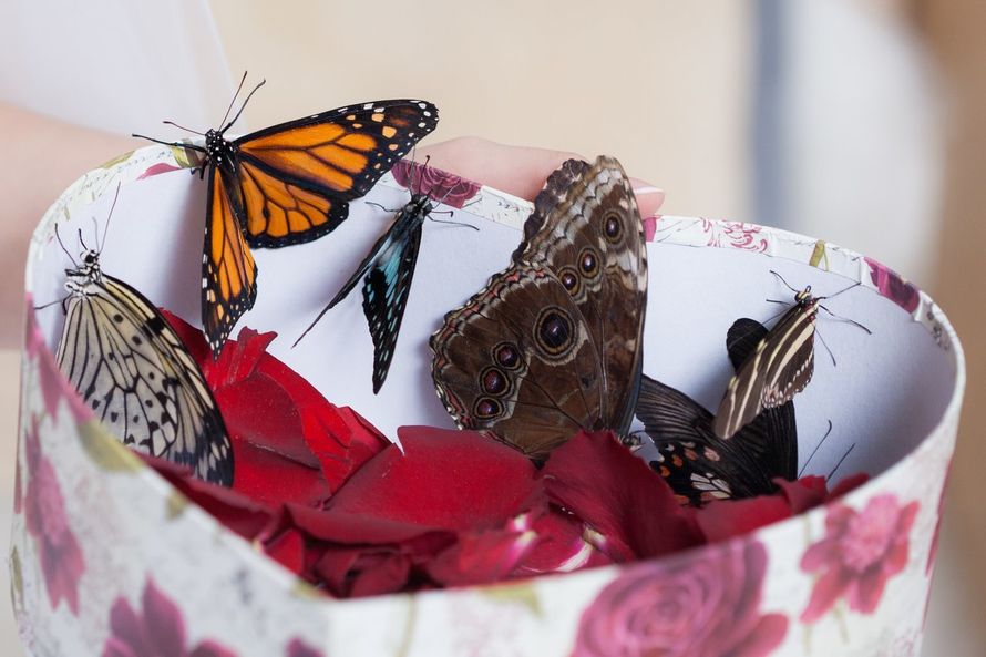Живые бабочки на свадьбу и другие мероприятия