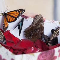 Живые бабочки на свадьбу и другие мероприятия