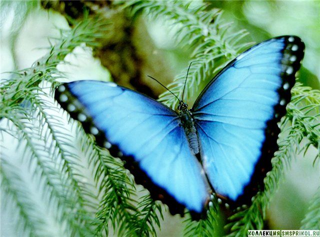 Фото 824837 в коллекции Бабочки в наличии - Batterfly - живые бабочки в подарок
