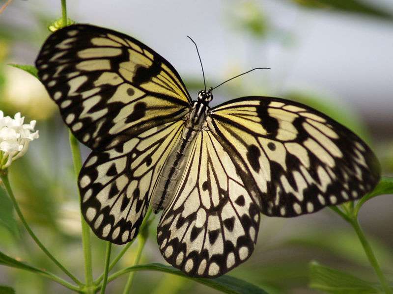 Фото 824849 в коллекции Бабочки в наличии - Batterfly - живые бабочки в подарок