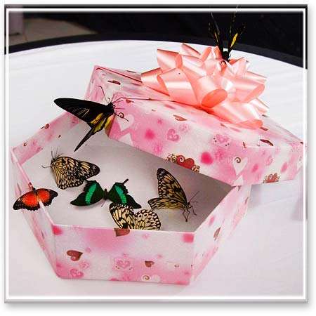 Фото 824977 в коллекции Упаковка для бабочек. - Batterfly - живые бабочки в подарок