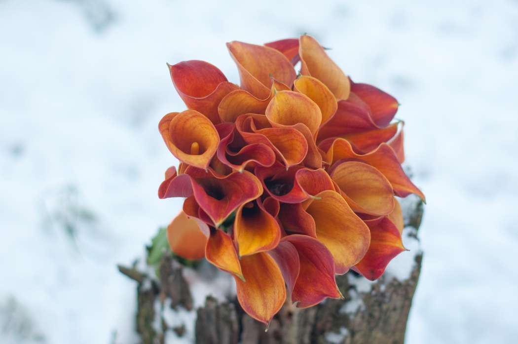 Букет из оранжевых калл - фото 16311428 Студия флористики и декора "Глориоза"
