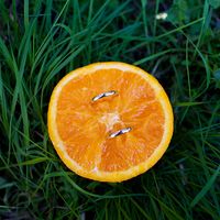 Подушечка-апельсин с кольцами. Фотограф Скобелева Ирина