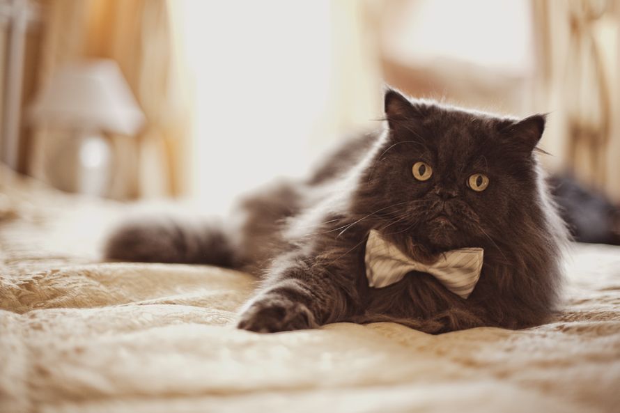 Черный лохматый котик с серой бабочкой на шеи лежит на кровати. - фото 2415365 Ведущая праздников Ирина Толмачева