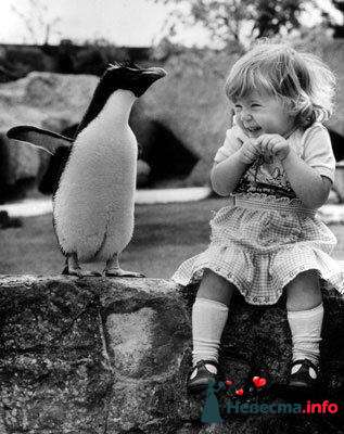 Фото 172298 в коллекции Пингвинья любовь - Пингвин-Тур - туристическая компания