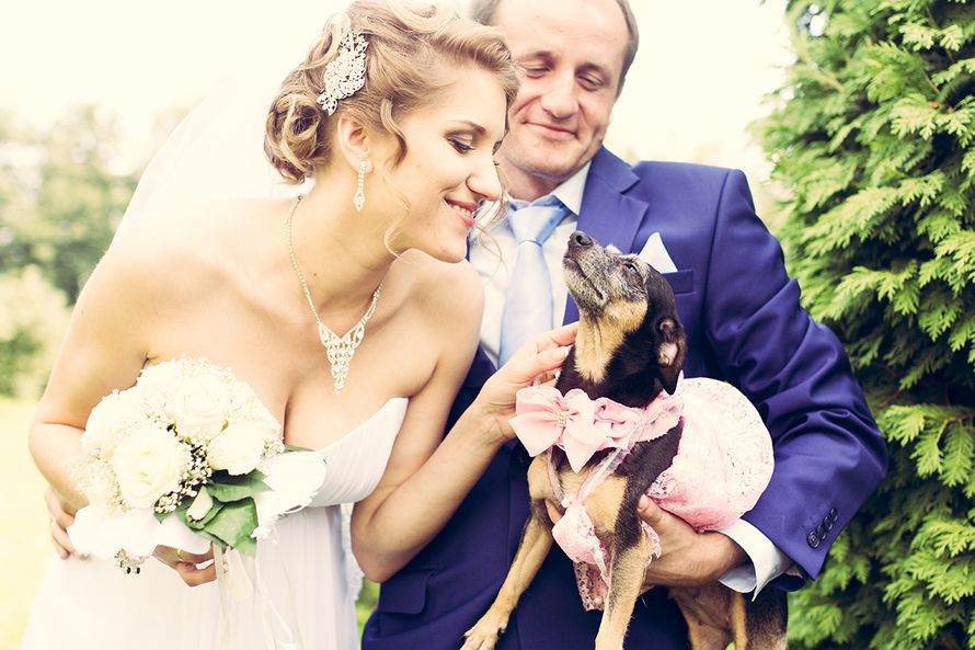 У жениха на руках черно-рыжая собачка породы Чихуа́хуа с розовым бантиком на шеи, которая мило улыбается невесте. - фото 3381589 Фотограф TanyaKoltsova
