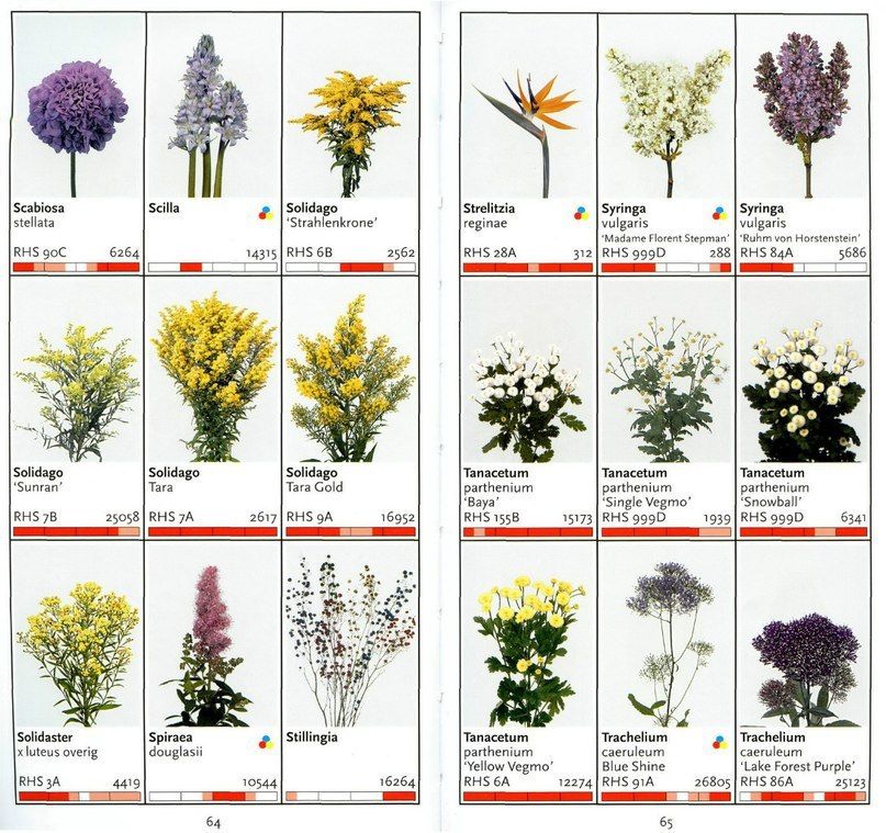 Срезанные цветы список