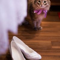 кот охраняющий туфли невесты