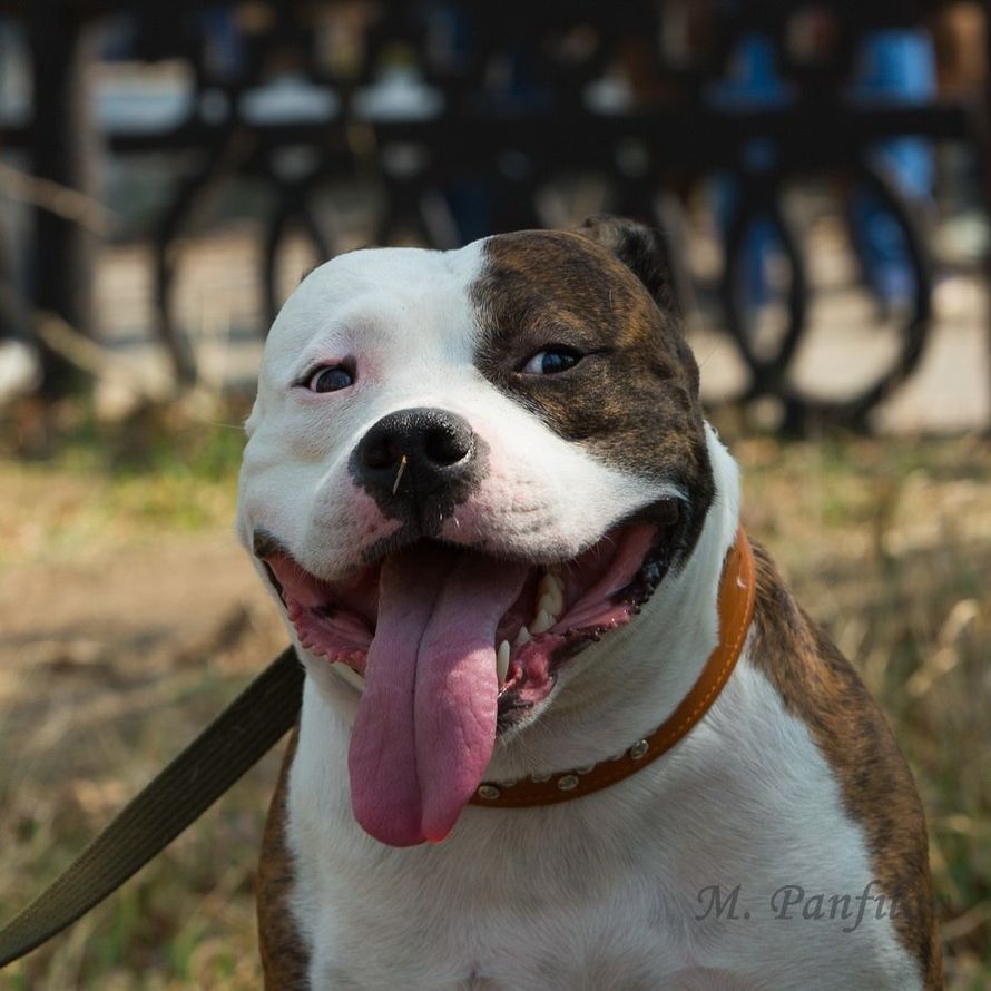 Фото 5410127 в коллекции Съемка животных - Михаил Панфилов - Фотостудия "2 кадра"