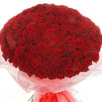 151 бордовая роза - 8000 руб