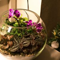 Шар 25 см «Тропический лес» с мини-орхидеями (ваза 7,5 л, ⌀25 см)


#16