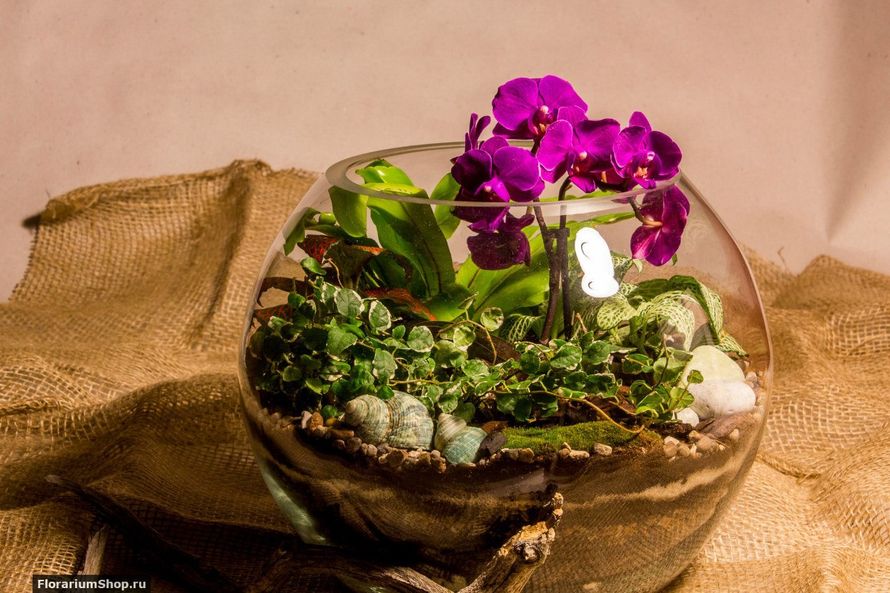 Шар 25 см «Тропический лес» с мини-орхидеями (ваза 7,5 л, ⌀25 см)


#31 - фото 9627924 Мастерская флорариумов Юлии Шумилкиной