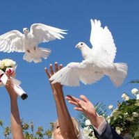 Доставка голубей на свадьбу