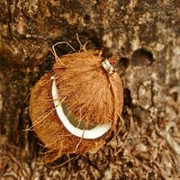 Экзотическая подставка-кокос для колец