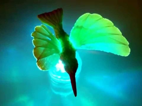 Светящаяся птица. Светящася зеленая колибри.